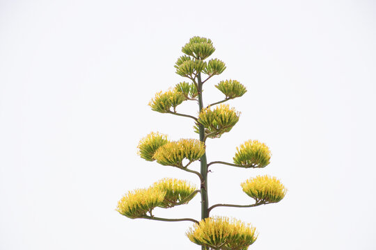 algave tree in bloom with white and neutral background