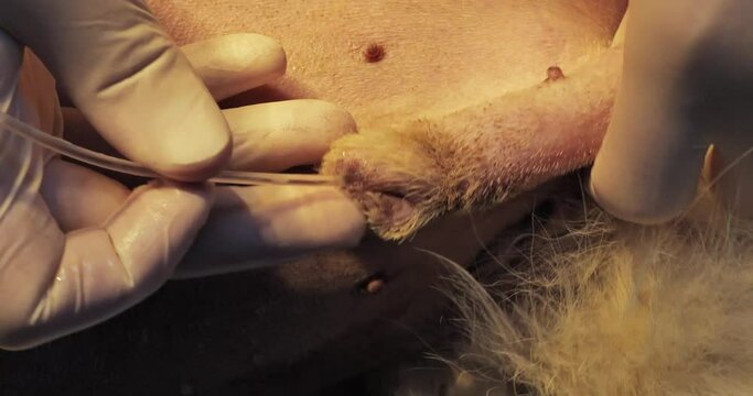 Close-up of a urinary catheter inserted into the urethra of a dog's penis. The veterinarian inserts a catheter into the urethra until it reaches the bladder. Urine flows through the urinary catheter.