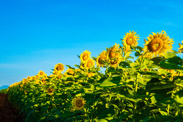 Sunflowers at khao chin lae in sunlight with winter sky and white clouds Agriculture sunflower field...