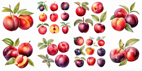 Watercolor stone fruit clipart set isolated on a white background for crafts, invitations, scrapbooking, art projects - obrazy, fototapety, plakaty