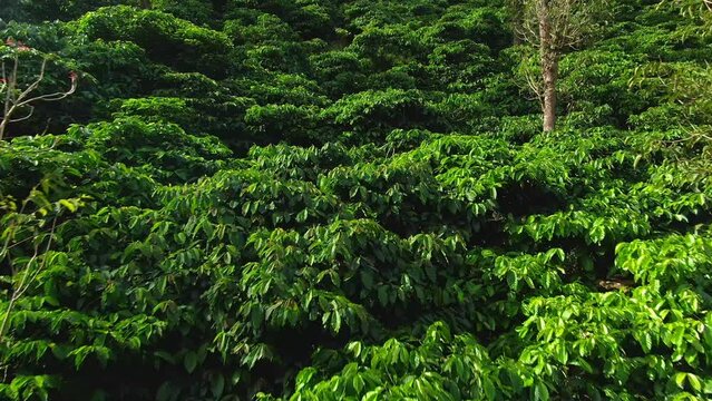 aerial view coffee plantation in karnataka, india.
