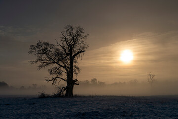 Trees in the fog on a winter morning. Landscape on a frosty morning.