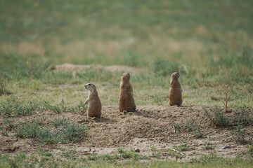 A family of prairie dogs on the lookout in the Colorado wilderness