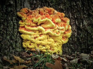 Sulfur-yellow tinder fungus growing on the trunk of a tree © Wirestock