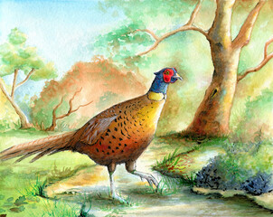 Watercolor painting of a pheasant
