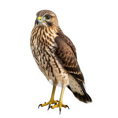 Obraz premium Northern Harrier isolated on transparent background