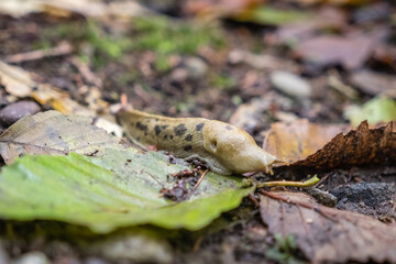 Close-up of Spotted Banana Slug or Pacific Banana Slug among fall leaves on forest floor are found in California, the Pacific Northwest and British Columbia, Canada and Alaska.