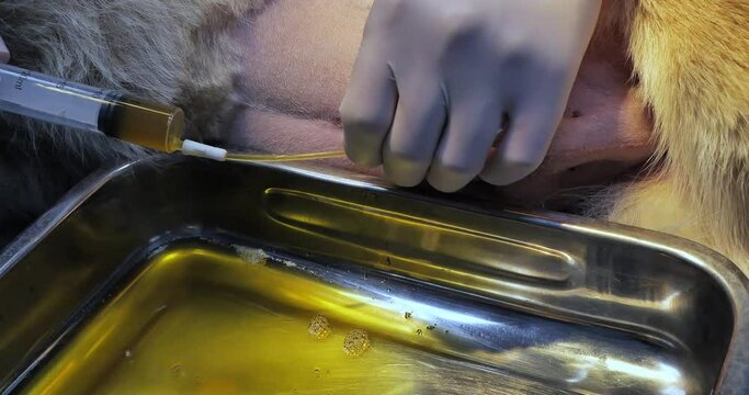 Emptying a dog's bladder through a catheter using a syringe. Close-up. A veterinarian has catheterized a dog with acute urinary retention and is syringing the urine. Urinary catheter concept.