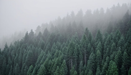 Fototapeta premium Misty Pines: The Enigmatic Forest