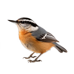 Red-breasted Nuthatch isolated on transparent background