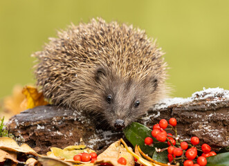 Hedgehog in garden, wild, free roaming hedgehog, taken from a wildlife garden hide to monitor health and population of this declining species and the impact of climate change