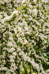 Blooming apple tree in spring time. White flowers on a branch.