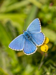 Adonis Blue Butterfly. Wings Open. - obrazy, fototapety, plakaty