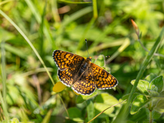 Glanville Fritillary Butterfly. Wings Open.