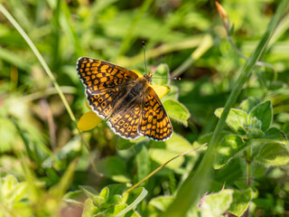 Glanville Fritillary Butterfly. Wings Open.