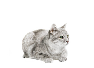 silver tabby cat isolated on white background