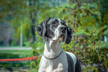 adult black-and-white Pointer breed dog on a background of green vegetation