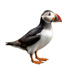 Naklejka premium Atlantic Puffin isolated on transparent background