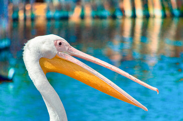 pink pelican with open beak on a background of blue water