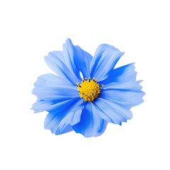 beautiful blossom flower isolated