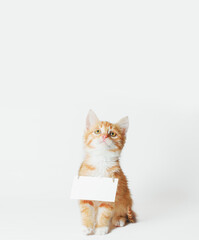 ginger kitten with blank sign on his neck on a light background