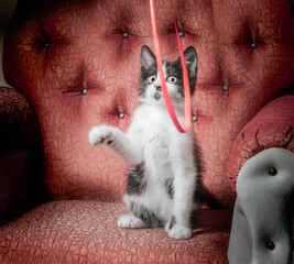 black and white kitten on a red sofa plays with a ribbon