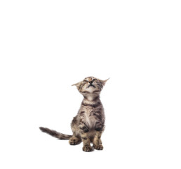 scared tabby kitten looking up on a white background
