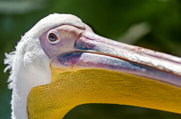 head and beak of a great white pelican