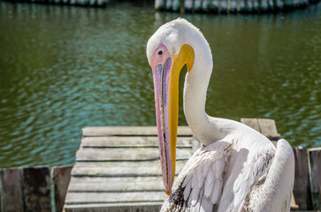 big white pelican on the lake
