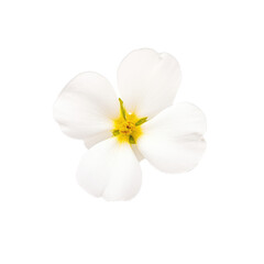 Naklejka na ściany i meble beautiful blossom flower isolated
