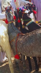 Traditional Pakistani Villages: Stunning Goat Racing in the Midst of Scenic Beauty