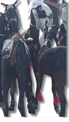 Traditional Pakistani Villages: Stunning Goat Racing in the Midst of Scenic Beauty