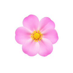 beautiful blossom flower isolated
