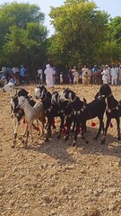 Traditional Pakistani Villages: Stunning Goat Racing in the Midst of Scenic Beauty