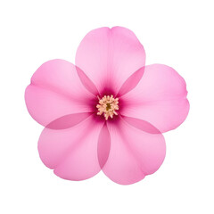 beautiful blossom flower isolated