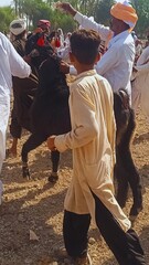 Traditional Pakistani Villages: Stunning Goat Racing in the Midst of Scenic Beauty