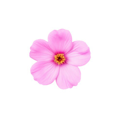 beautiful blossom flower isolated