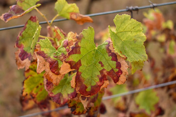 Hojas de la viña en otoño