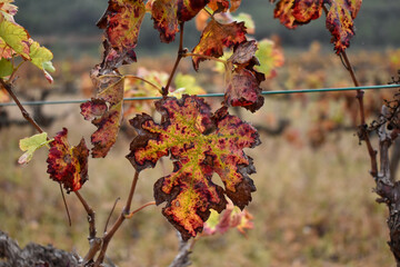 Hojas de la viña en otoño