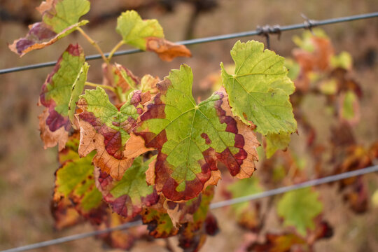 Hojas de la vi&ntilde;a en oto&ntilde;o