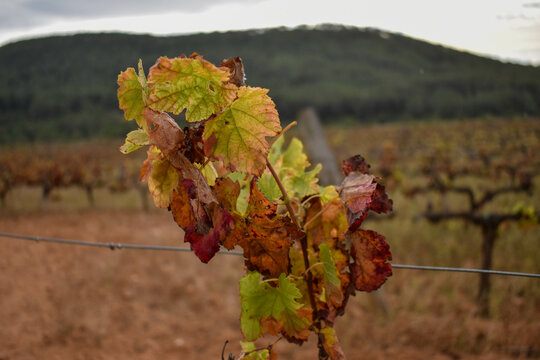 Hojas de la vi&ntilde;a en oto&ntilde;o
