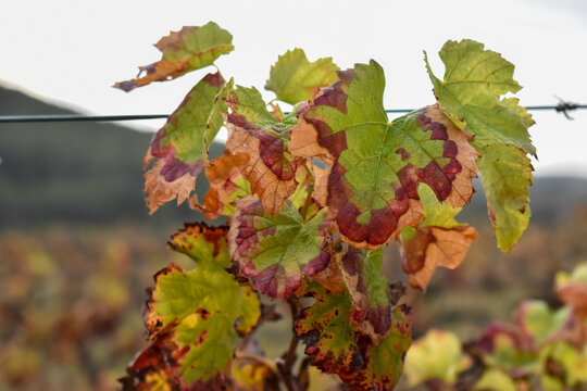 Hojas de la vi&ntilde;a en oto&ntilde;o