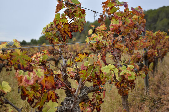 Hojas de la vi&ntilde;a en oto&ntilde;o