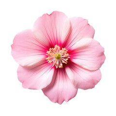 beautiful blossom flower isolated