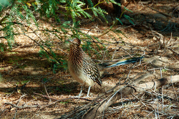 Greater Roadrunner (Geococcyx californianus) in Texas. Birds USA