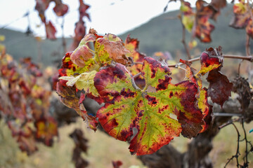 Hojas de la viña en otoño