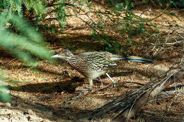 Greater Roadrunner (Geococcyx californianus) in Texas. Birds USA