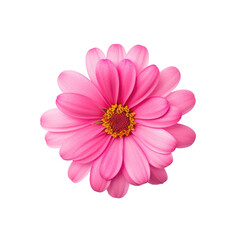 beautiful blossom flower isolated