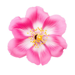 beautiful blossom flower isolated