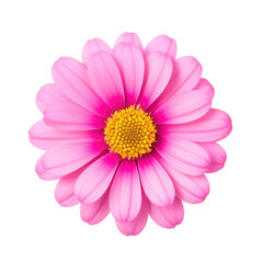 beautiful blossom flower isolated